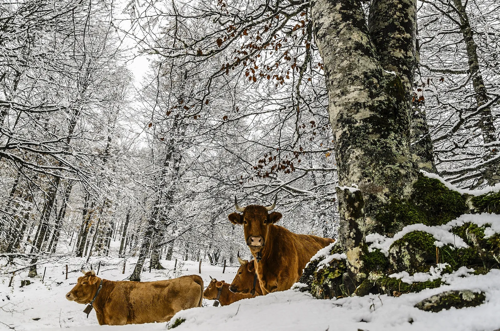 Vaches Aubrac sous la neige